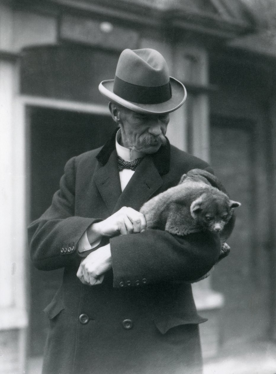 Reginald Innes Pocock F.R.S. bir kinkajou tutar, Londra Hayvanat Bahçesi, 1923 (bw fotoğraf) by Frederick William Bond