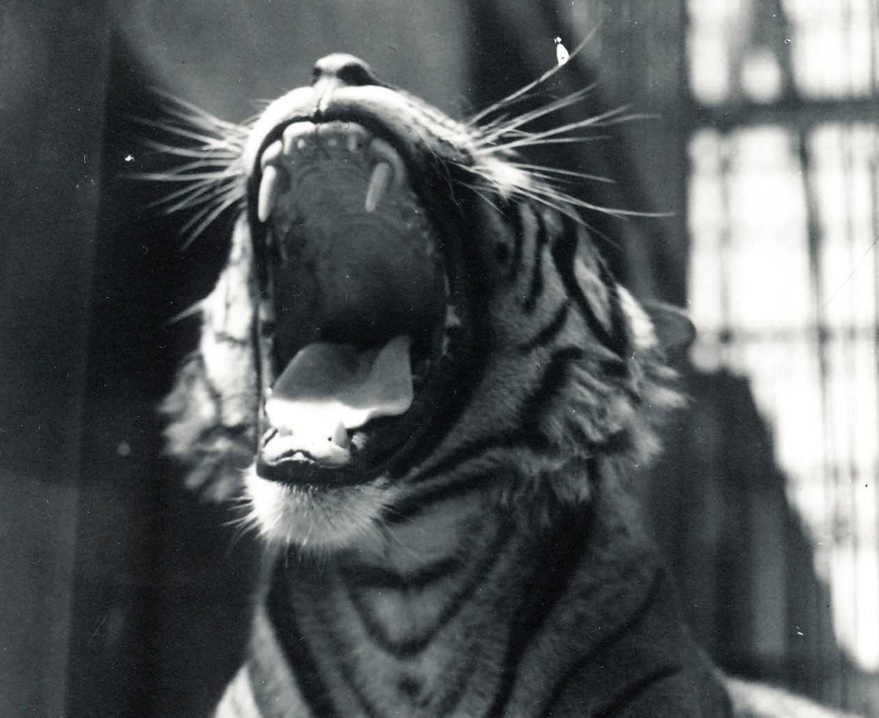Esneyen kaplan Sam, Temmuz 1924 by Frederick William Bond