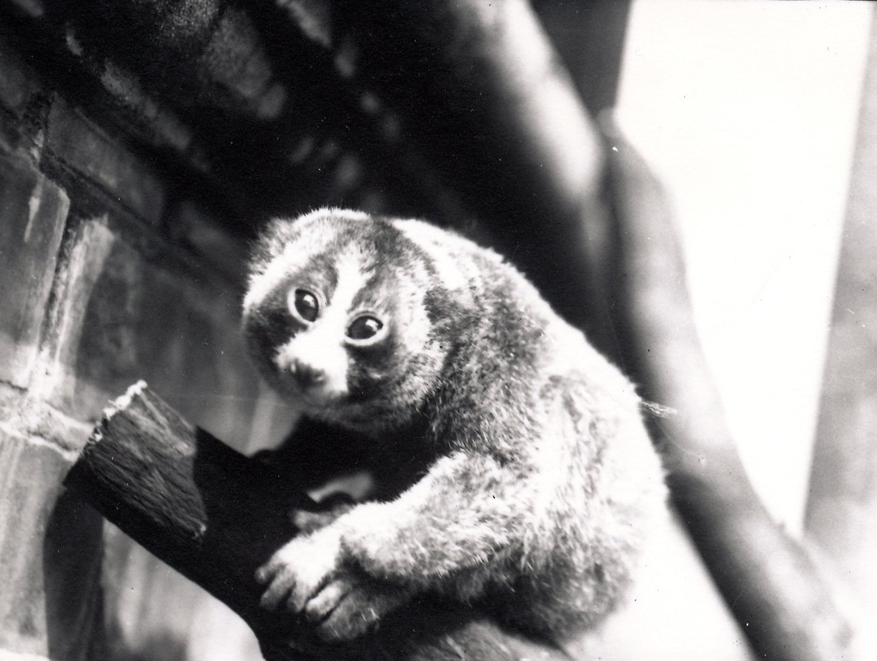Hayvanat bahçesindeki bir dalda Yavaş Loris, 1913 by Frederick William Bond