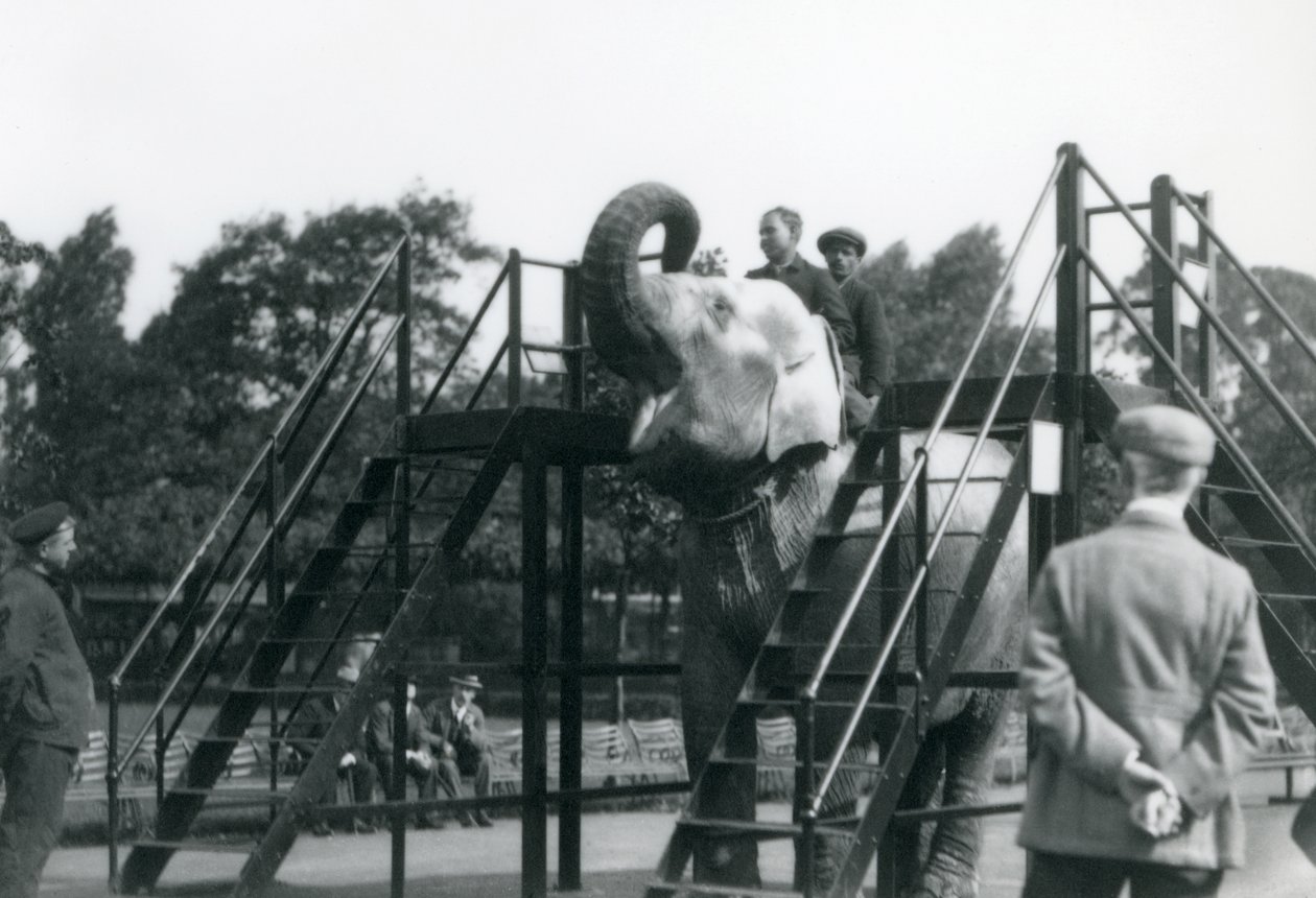 Syed Ali Indianrani