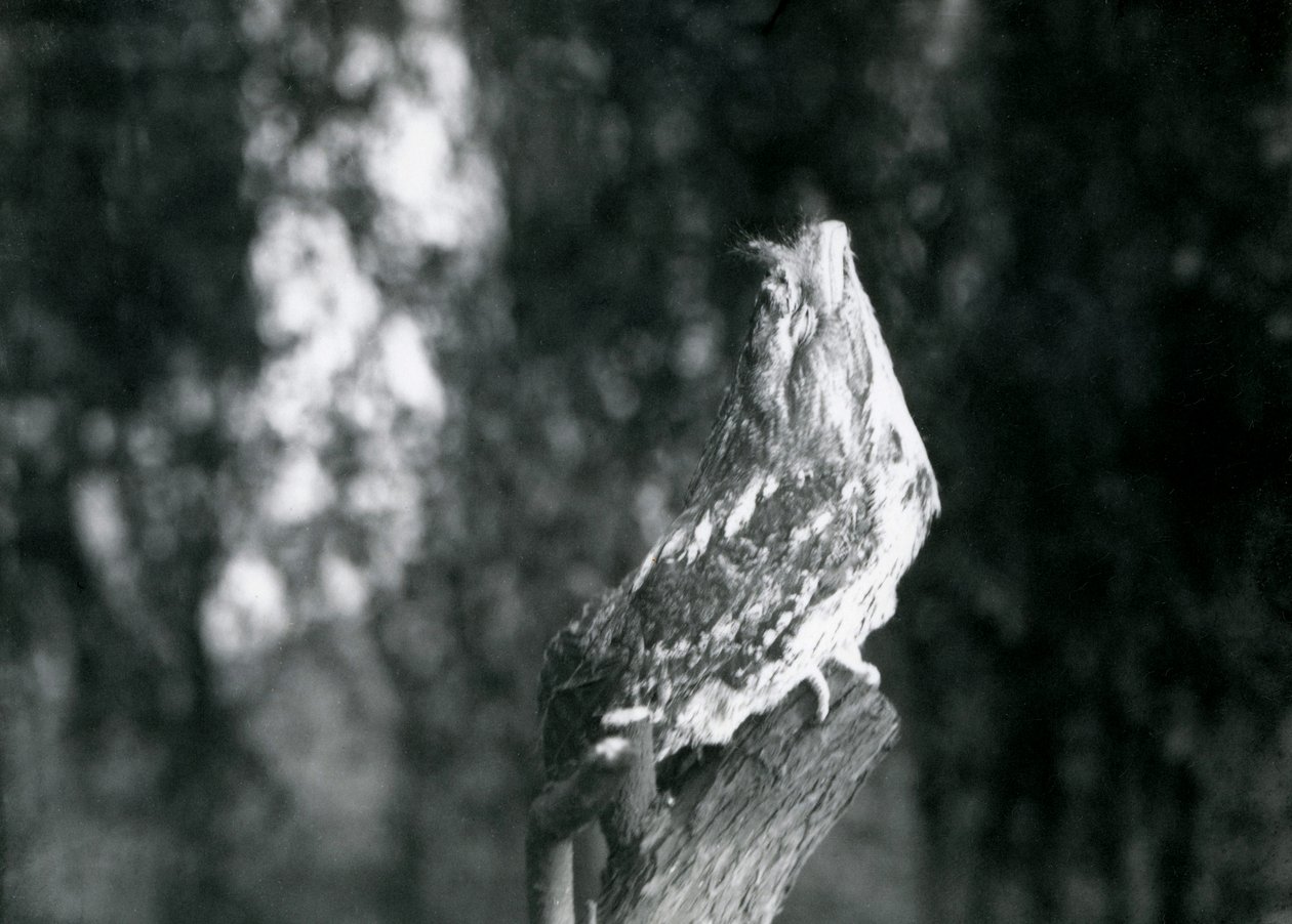 Bir Tawny Frogmouth