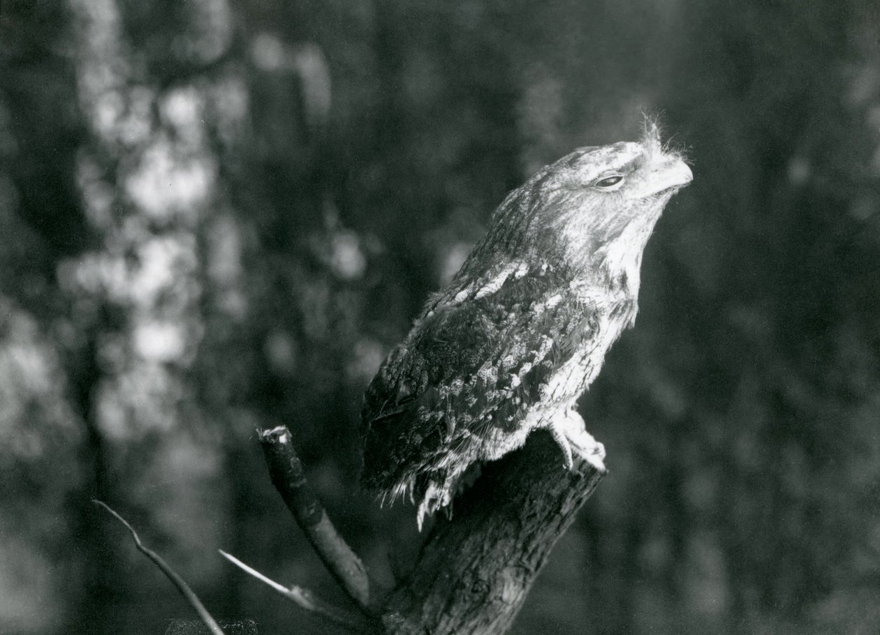 Bir Tawny Frogmouth