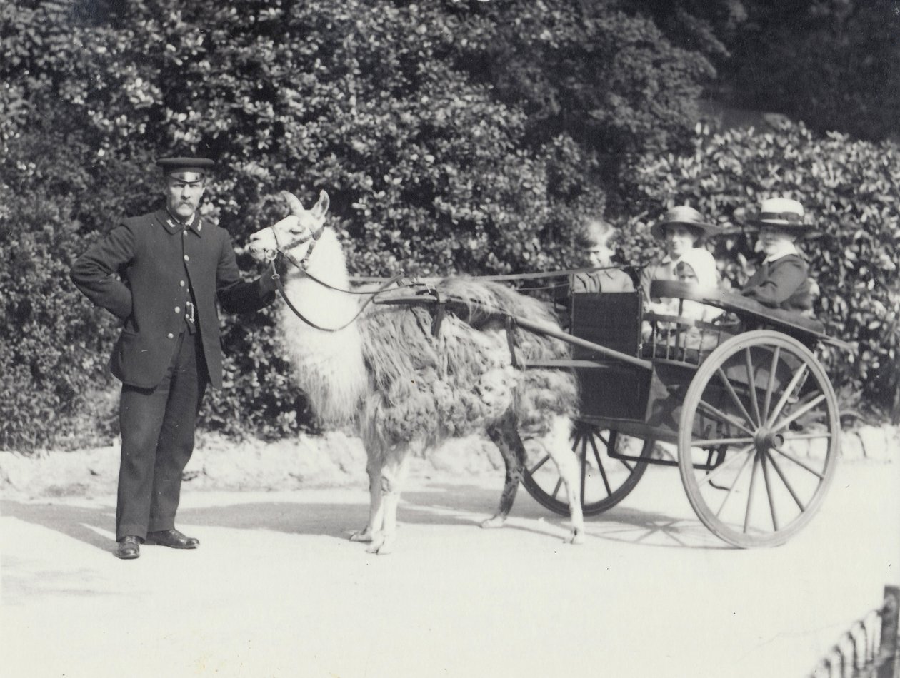 Küçük bir çocuk da dahil olmak üzere üç ziyaretçi, bir lama tarafından bir bekçi ile çekilen bir arabaya biniyor, Londra Hayvanat Bahçesi, Mayıs 1914 by Frederick William Bond