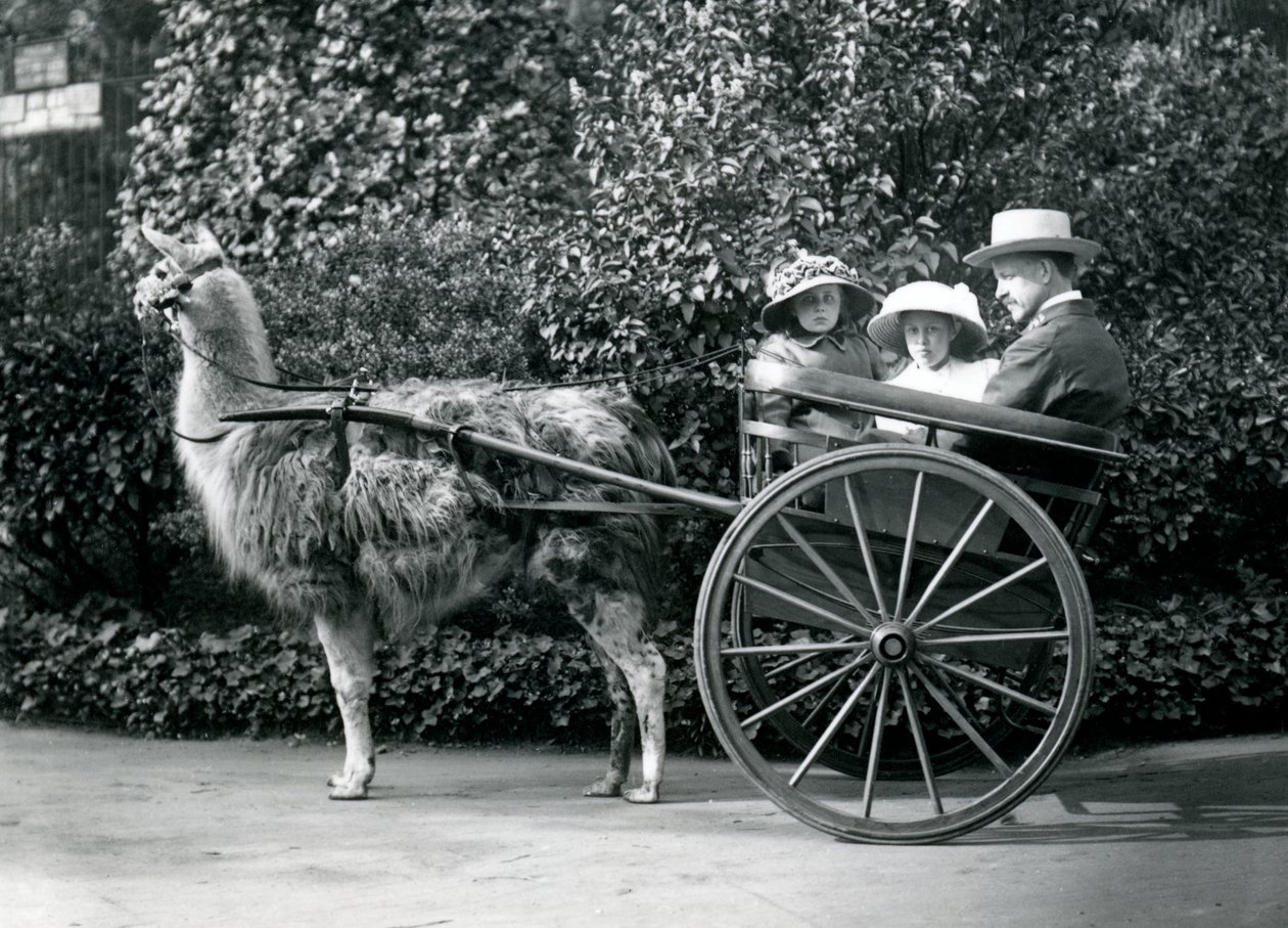 İki genç kız da dahil olmak üzere üç ziyaretçi, bir lama tarafından çekilen bir arabaya biniyor, Londra Hayvanat Bahçesi, 1912 dolayları by Frederick William Bond