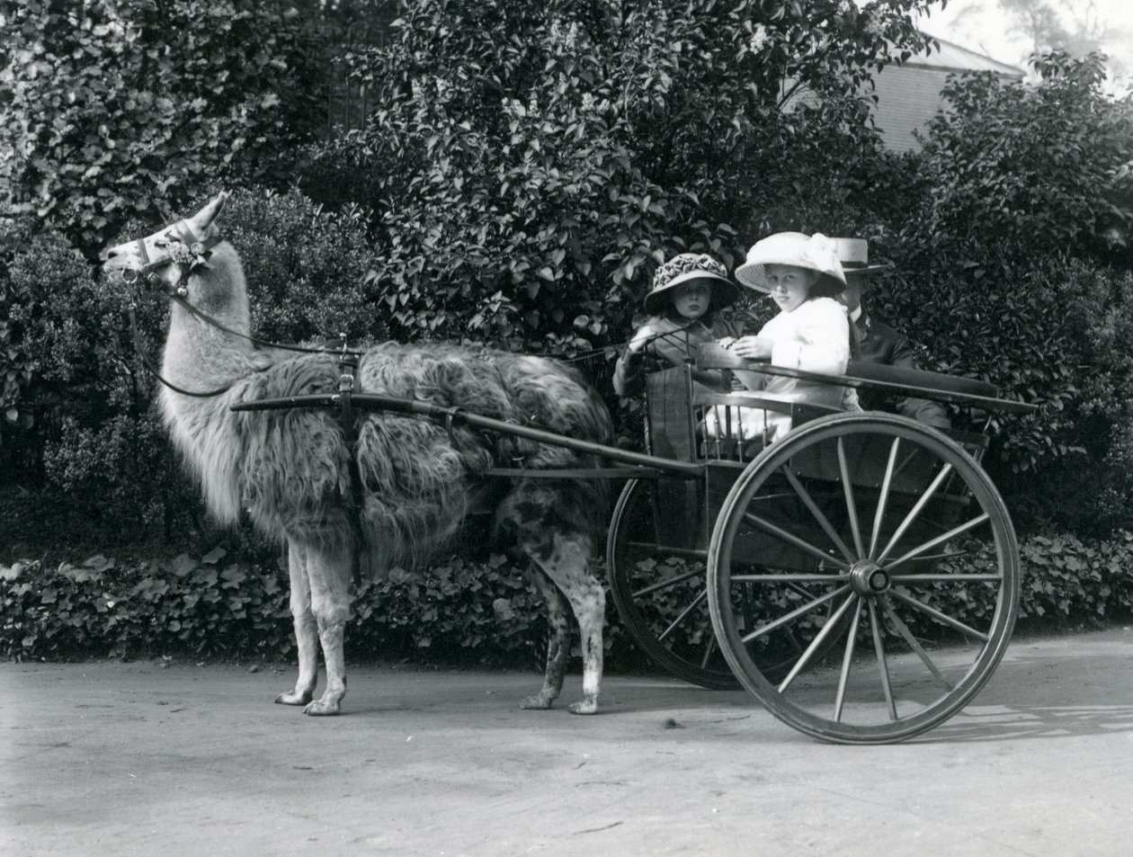 İki genç kız da dahil olmak üzere üç ziyaretçi, bir lama tarafından çekilen bir arabaya biniyor, Londra Hayvanat Bahçesi, 1912 dolayları by Frederick William Bond