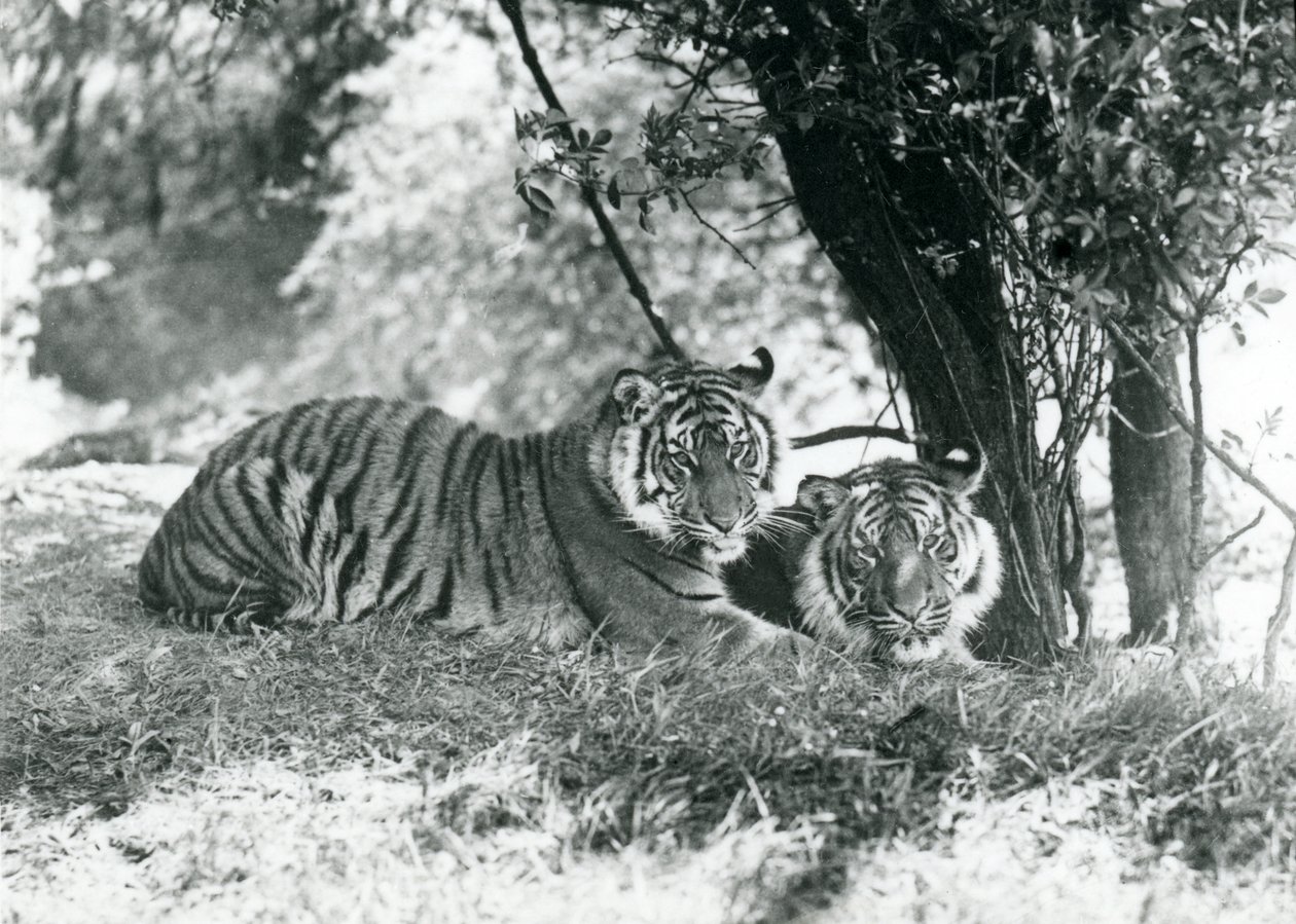 Whipsnade