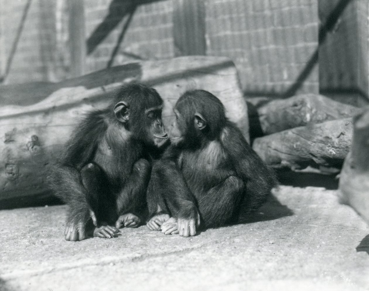 İki genç şempanze, Boo boo ve Bibi, Kiss. Londra Hayvanat Bahçesi, Eylül 1927 by Frederick William Bond