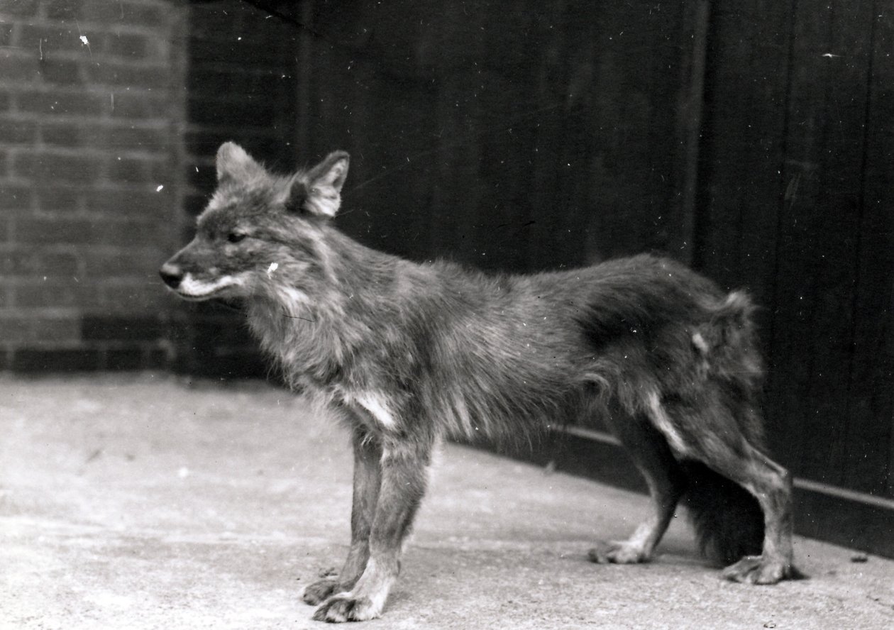 ZSL Londra Hayvanat Bahçesi'nde vahşi köpek by Frederick William Bond