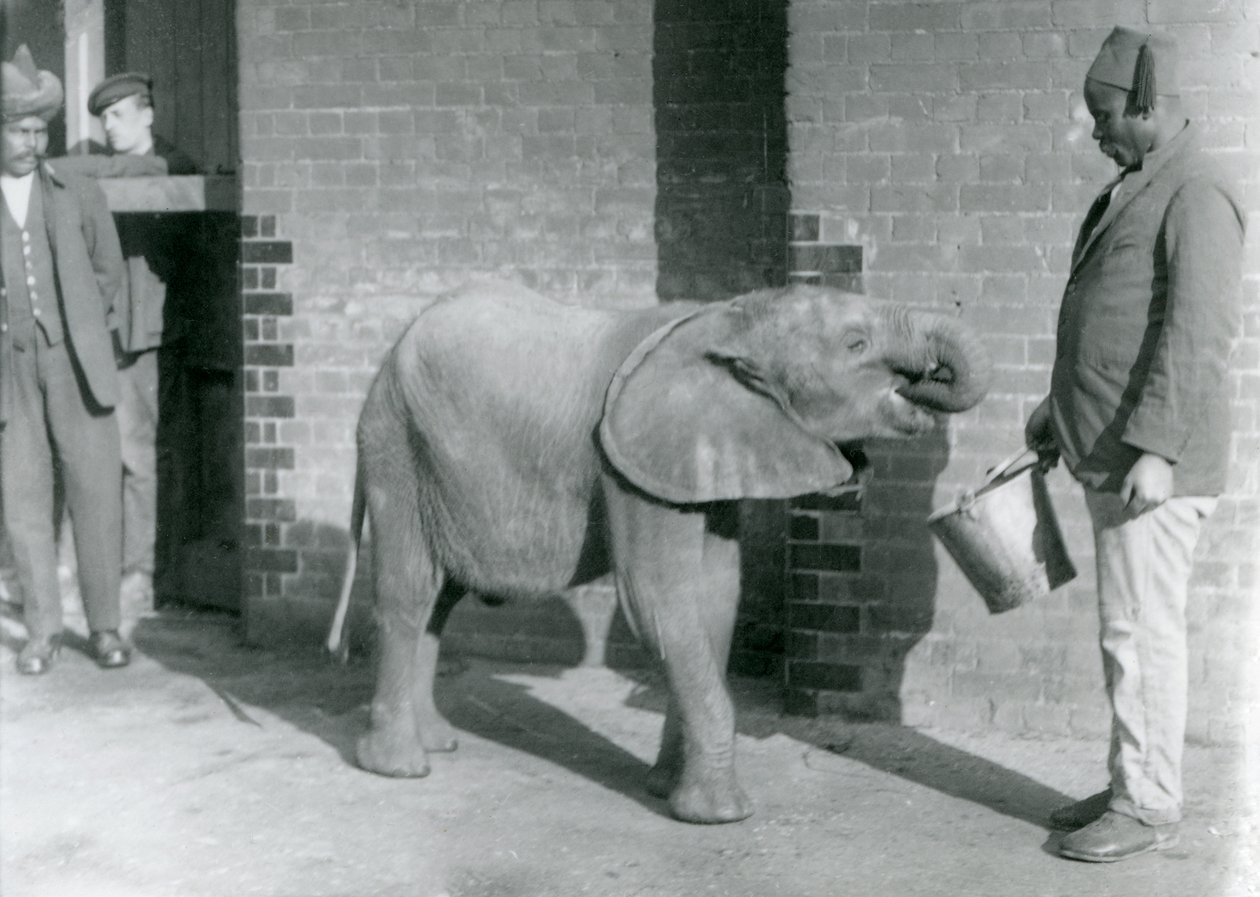 Genç Afrika Fili Kiberenge, Darisha tarafından beslenirken Syed Ali arka planda bakarken, Londra Hayvanat Bahçesi, Eylül 1923 (bw fotoğraf) by Frederick William Bond