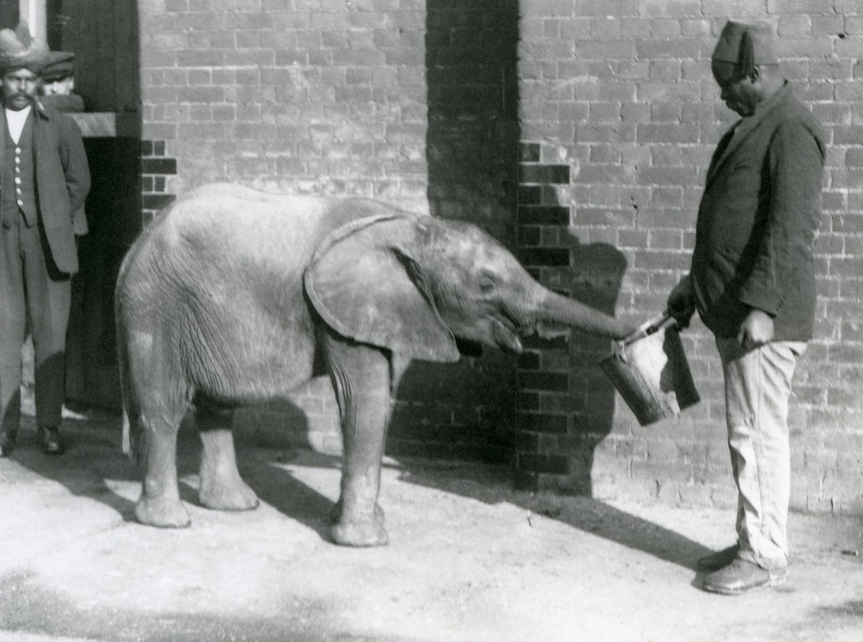 Genç Afrika Fili Kiberenge, Darisha tarafından beslenirken Syed Ali arka planda bakarken, Londra Hayvanat Bahçesi, Eylül 1923 (bw fotoğraf) by Frederick William Bond
