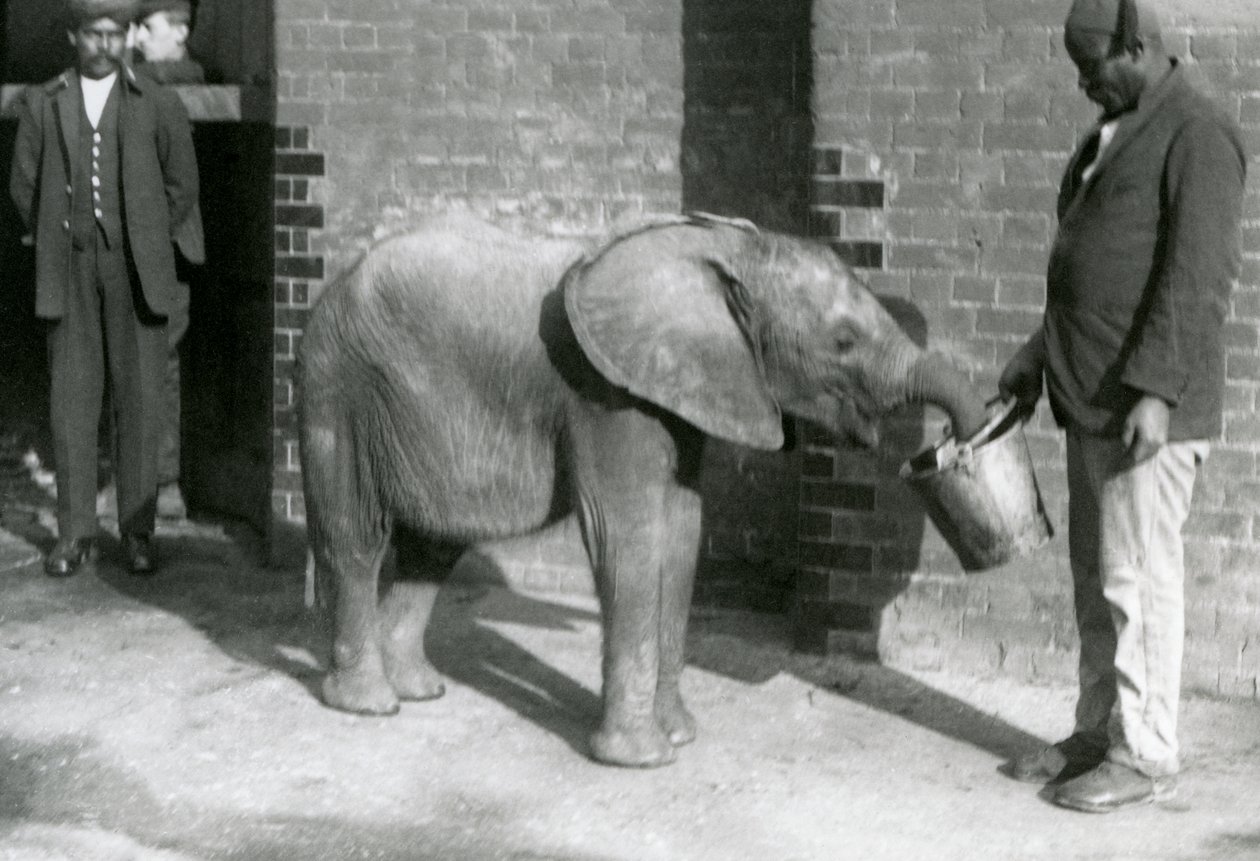 Genç Afrika Fili Kiberenge, Darisha tarafından beslenirken Syed Ali arka planda bakarken, Londra Hayvanat Bahçesi, Eylül 1923 (bw fotoğraf) by Frederick William Bond