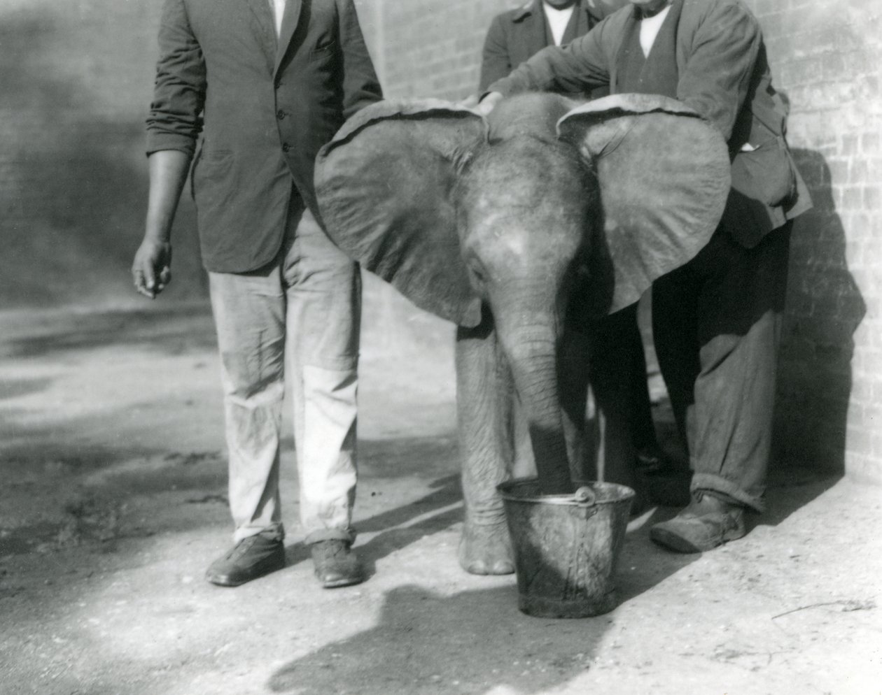Darisha ve bakıcıları tarafından verilen genç Afrika Fili Kiberenge, Londra Hayvanat Bahçesi, Eylül 1923 (bw fotoğraf) by Frederick William Bond