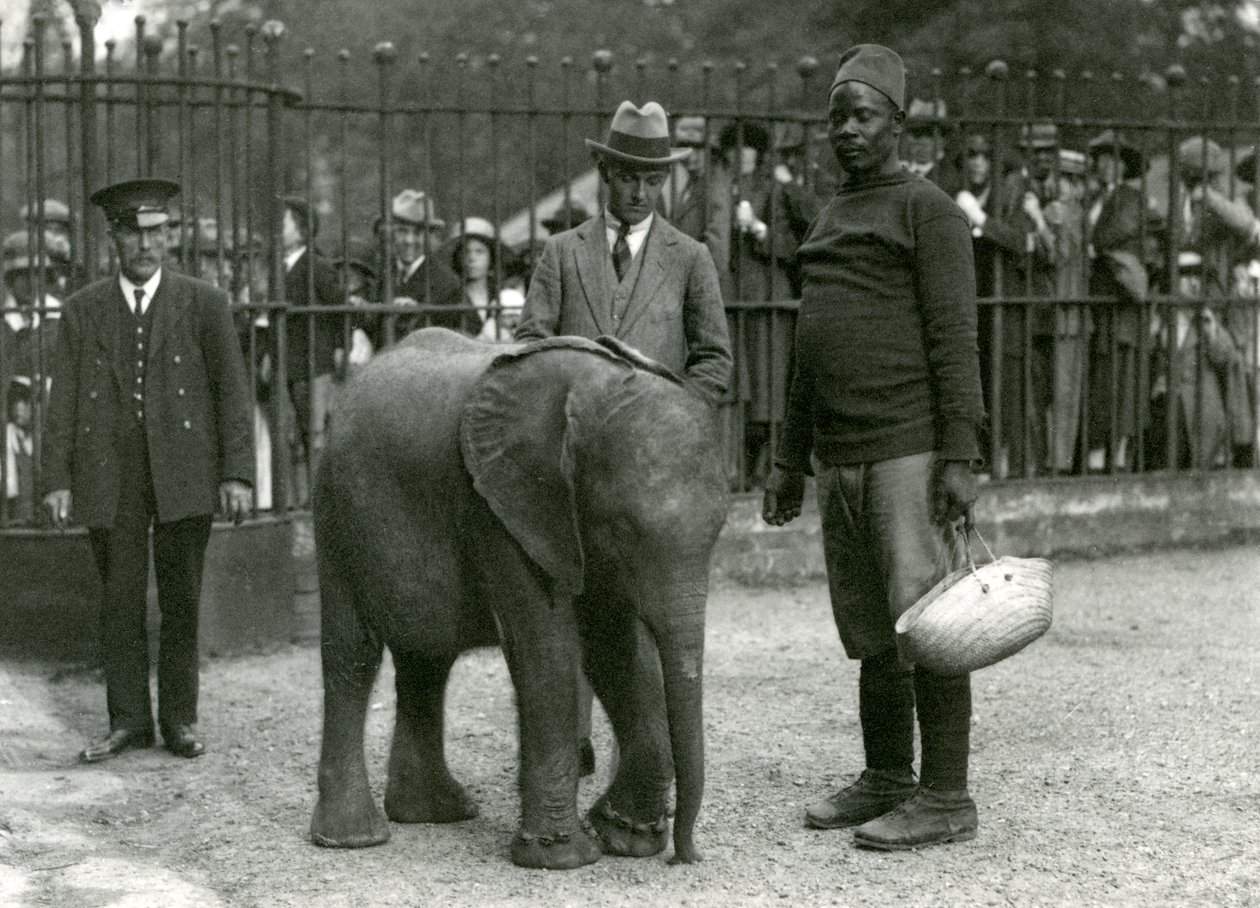 Genç Afrika Fili Kiberenge, eğitmen Darisha, bir kaleci ve başka bir adam, muhafaza barlarının diğer tarafından bakan ziyaretçi kalabalığı ile, Londra Hayvanat Bahçesi, Eylül 1923 (bw fotoğraf) by Frederick William Bond