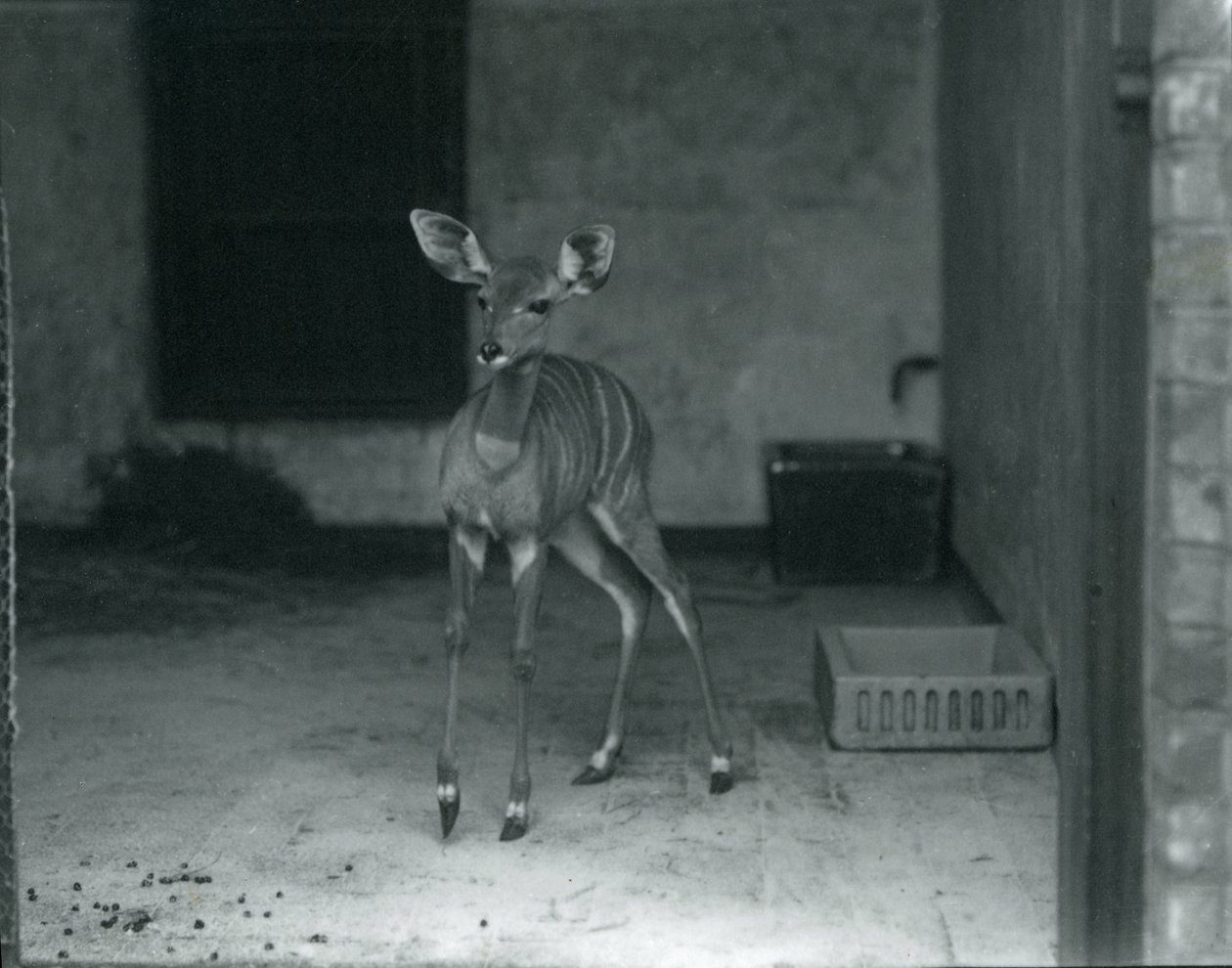 Londra Hayvanat Bahçesinde Genç Küçük Kudu, 1914 by Frederick William Bond