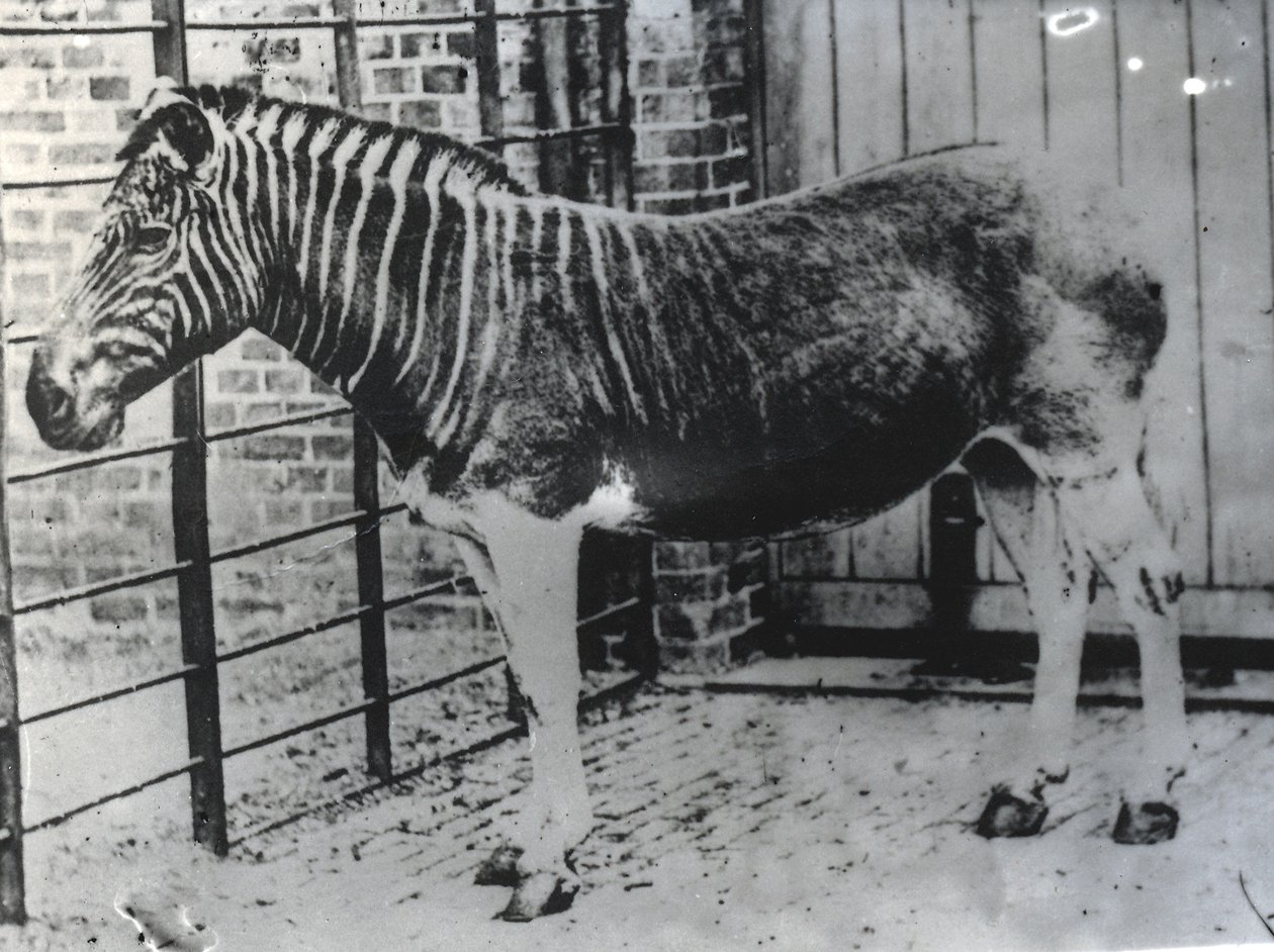 ZSL Londra Hayvanat Bahçesi