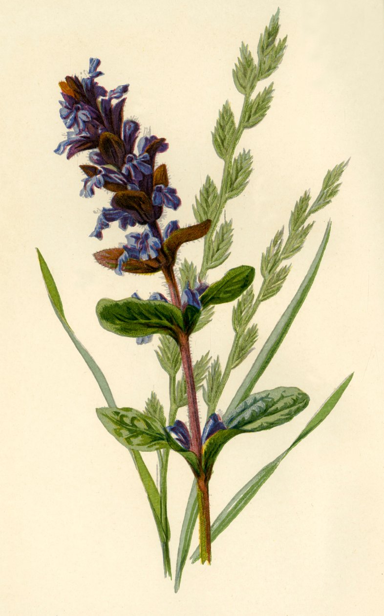 Bugle & Tall Fescue Grass, 1877. by Frederick Edward Hulme