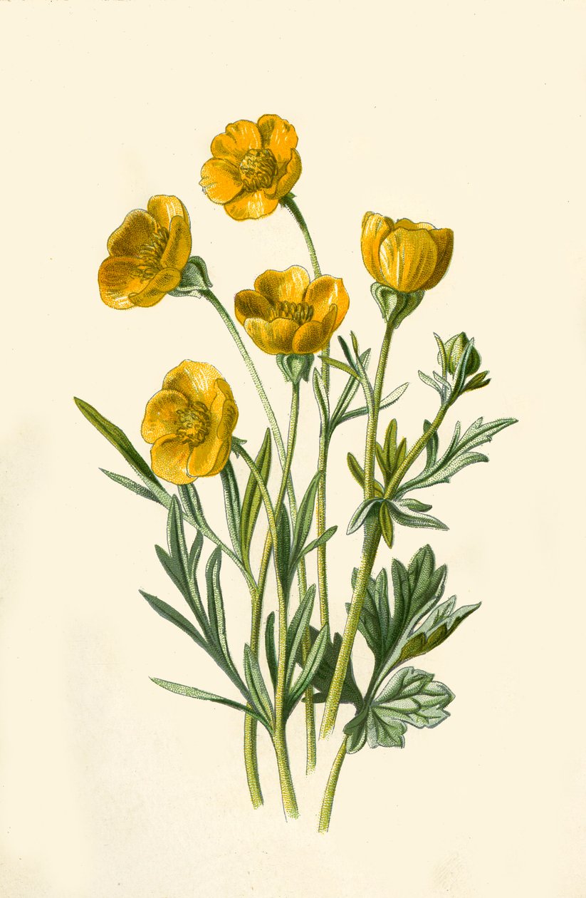 Soğanlı Crowfoot, 1877. by Frederick Edward Hulme
