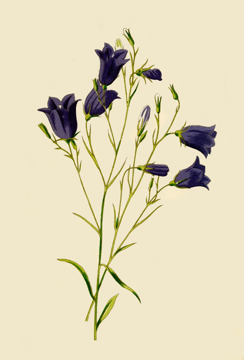 Harebell, 1877. by Frederick Edward Hulme