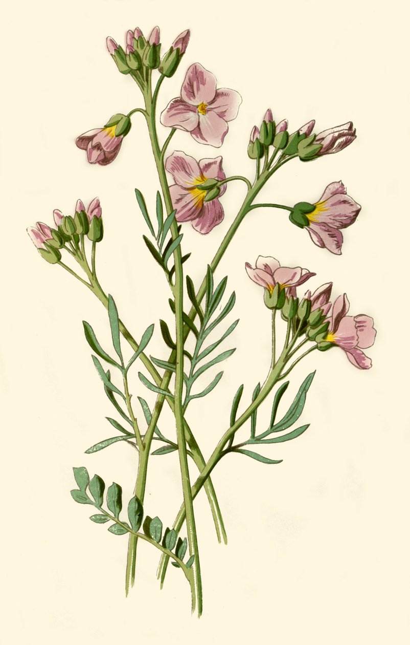 Ladys Smock, Bittertere veya Guguklu Çiçeği, 1877. by Frederick Edward Hulme
