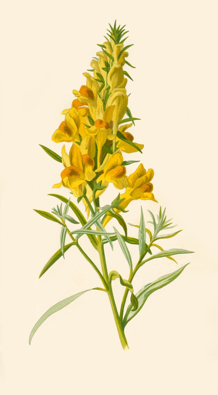 Toadflax, 1877. by Frederick Edward Hulme