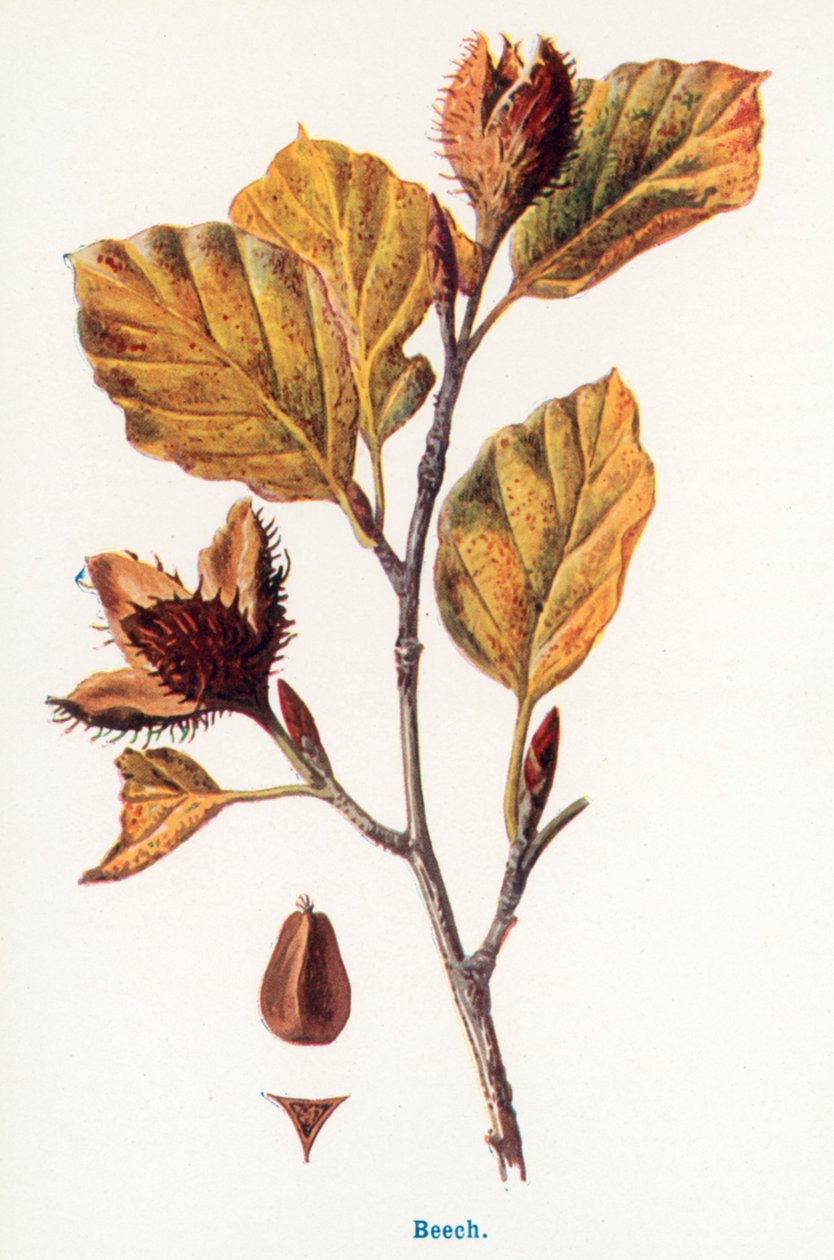  by Frederick Edward Hulme
