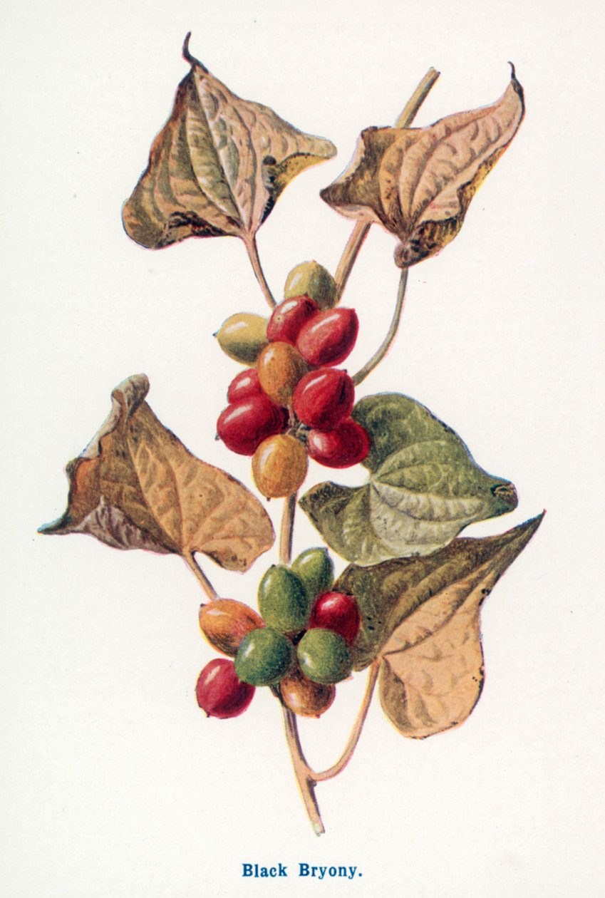  by Frederick Edward Hulme