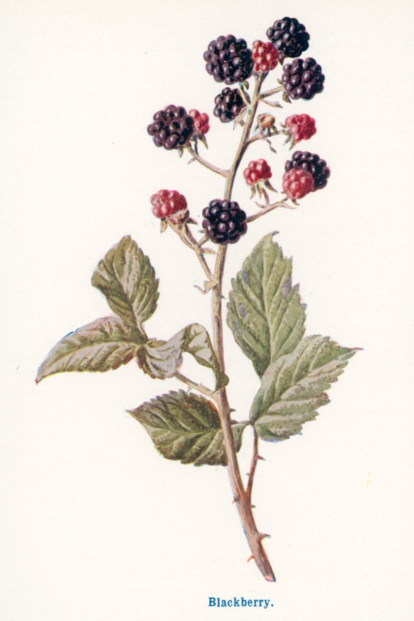  by Frederick Edward Hulme
