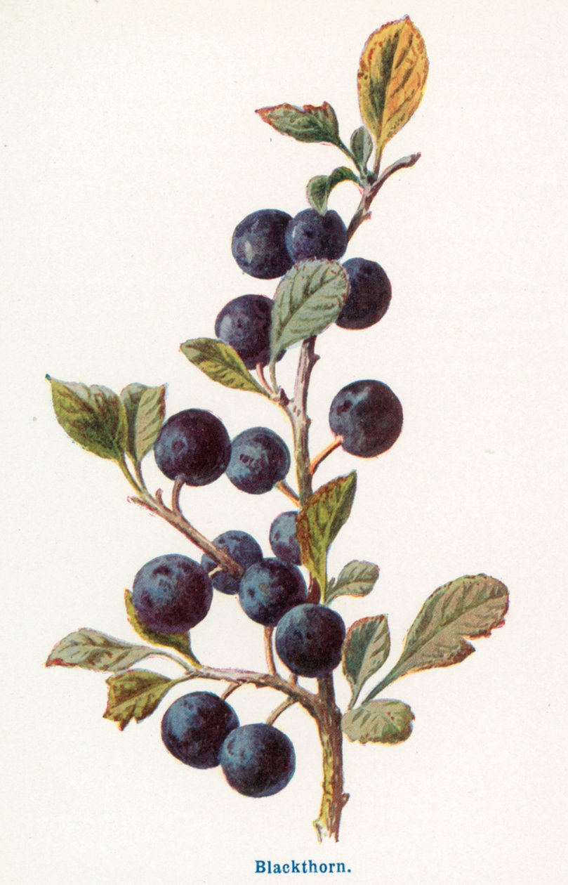  by Frederick Edward Hulme