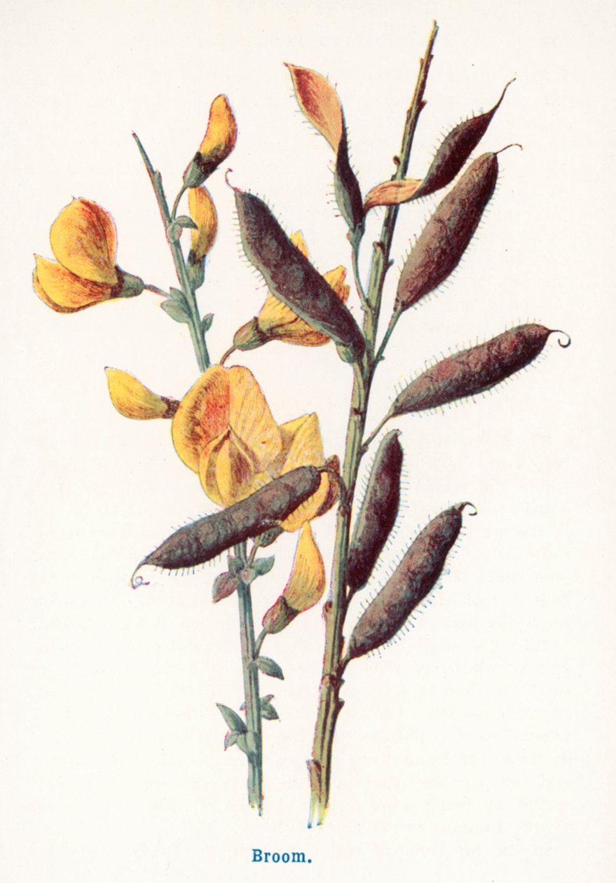  by Frederick Edward Hulme