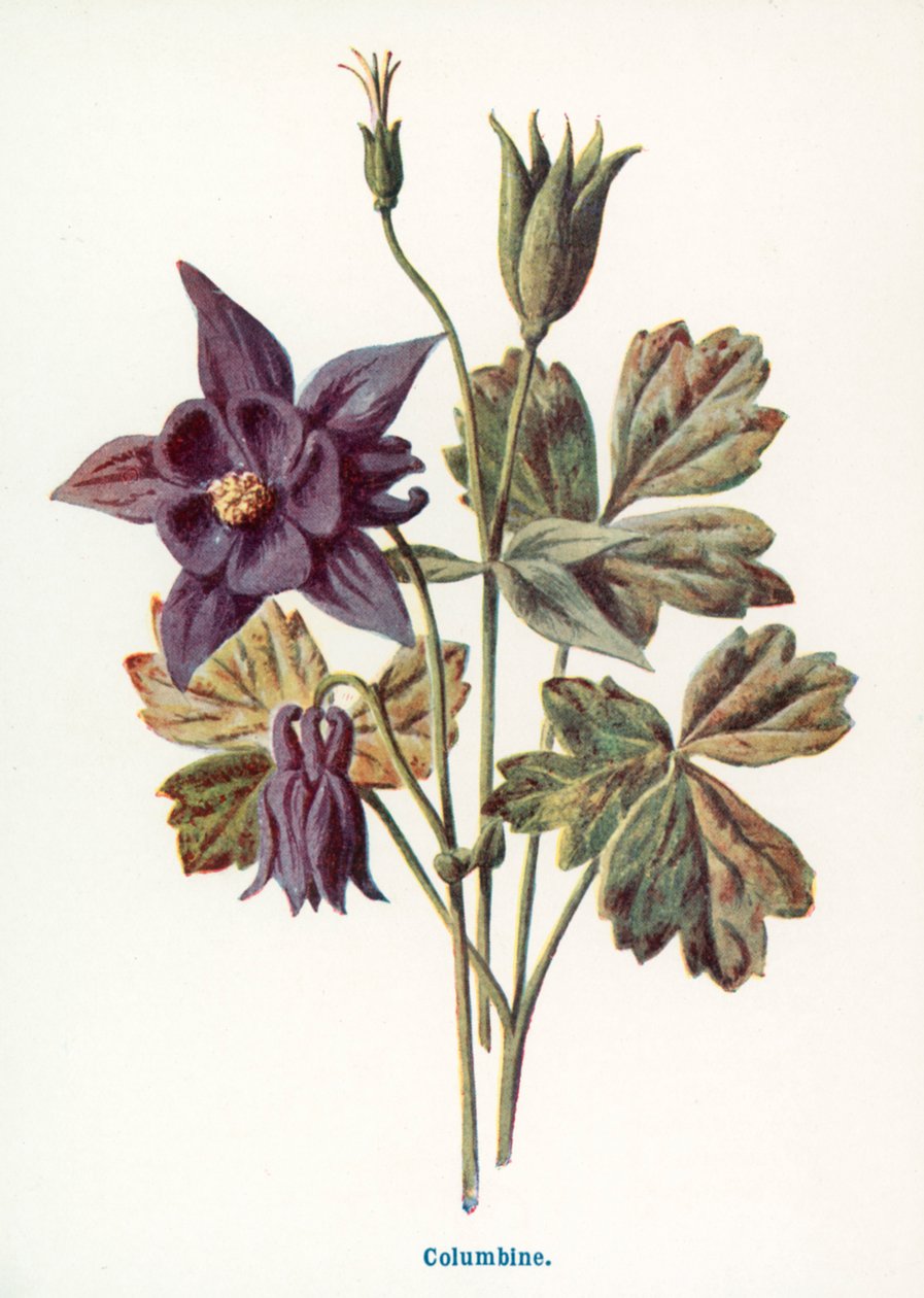  by Frederick Edward Hulme