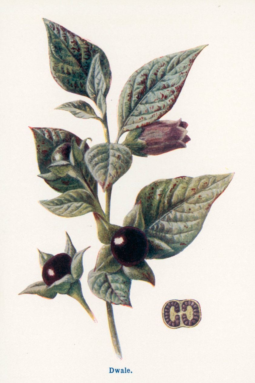  by Frederick Edward Hulme