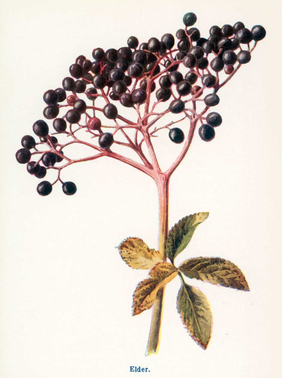  by Frederick Edward Hulme