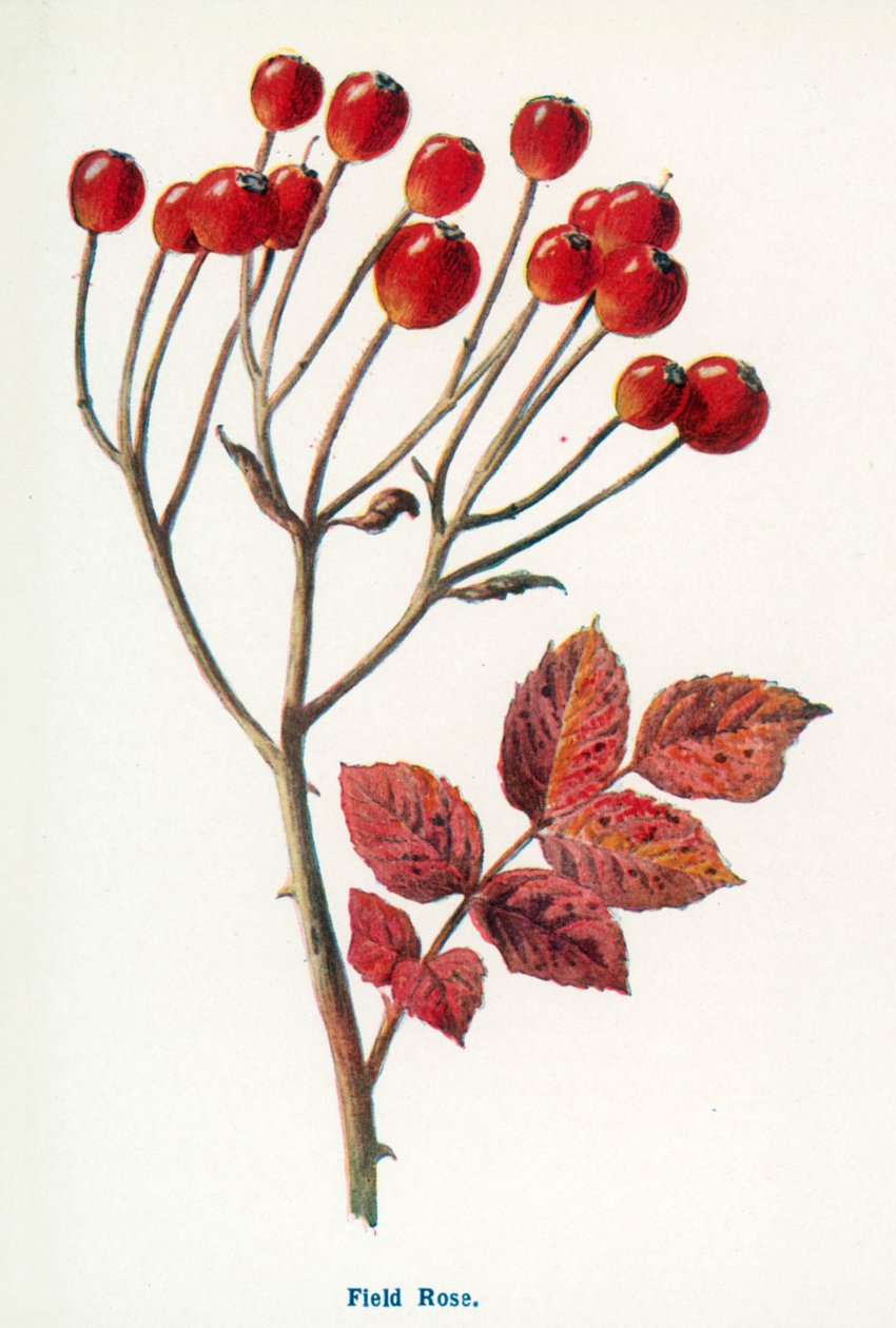  by Frederick Edward Hulme