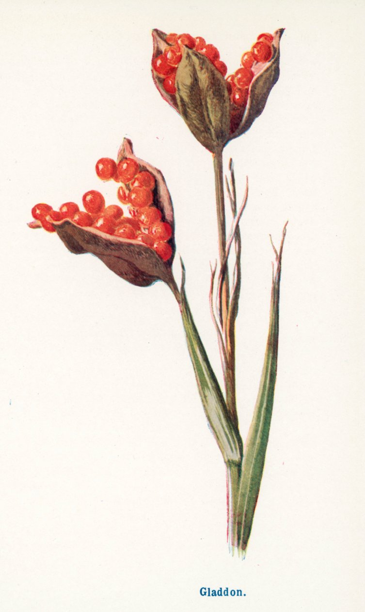  by Frederick Edward Hulme