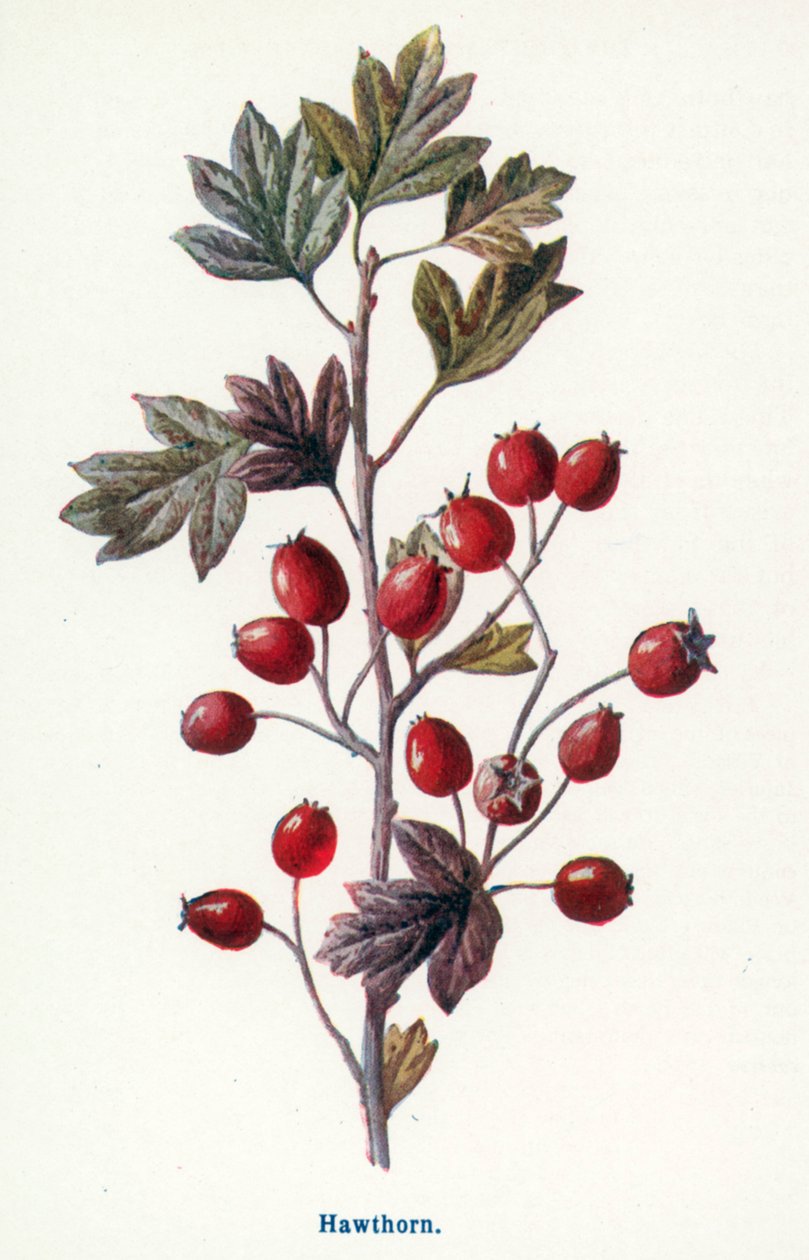  by Frederick Edward Hulme