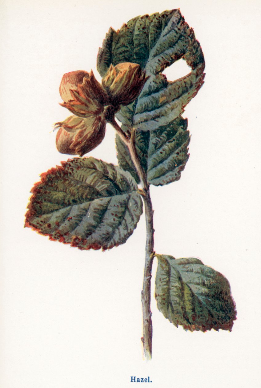  by Frederick Edward Hulme