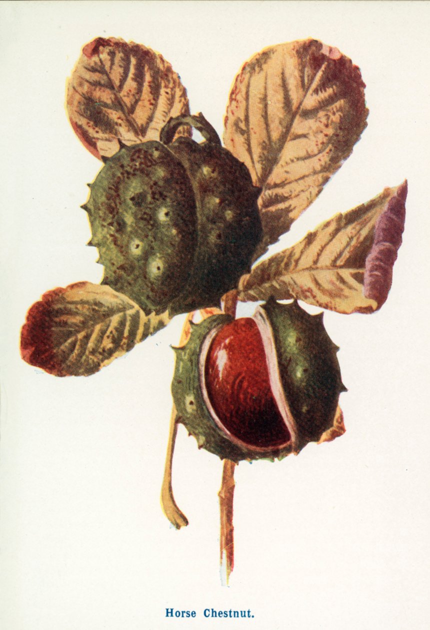  by Frederick Edward Hulme
