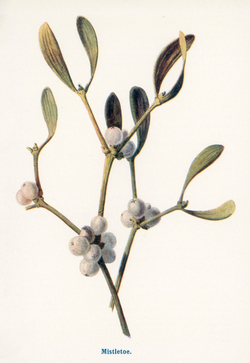  by Frederick Edward Hulme