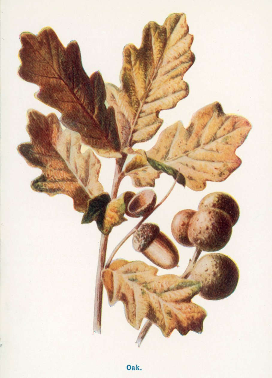  by Frederick Edward Hulme