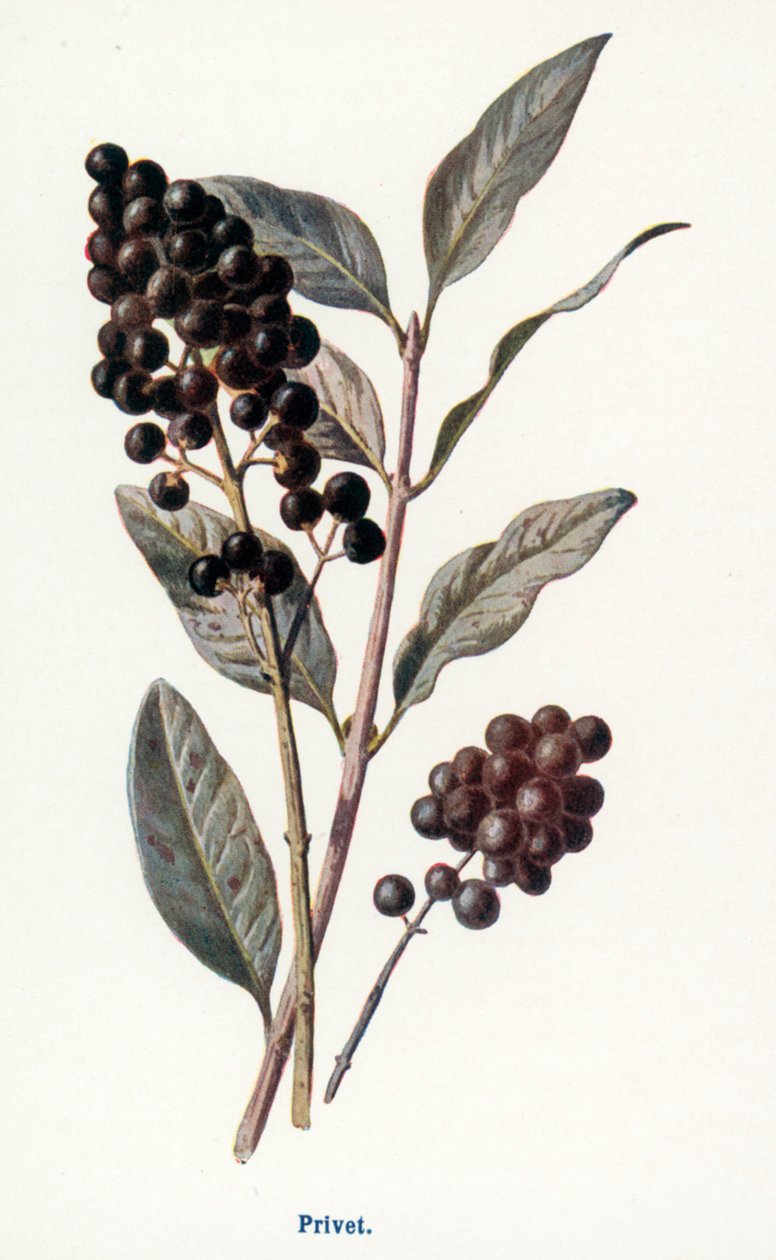  by Frederick Edward Hulme