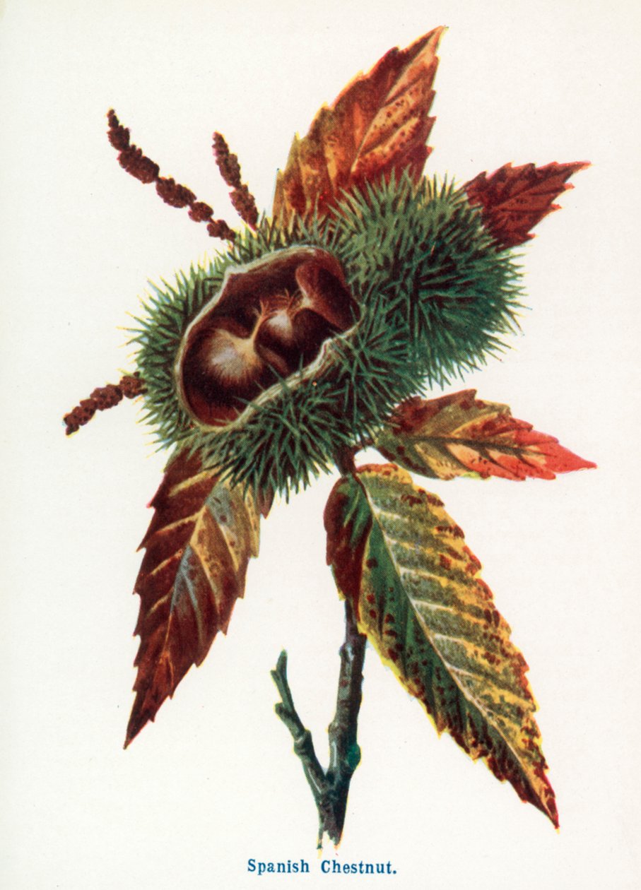 by Frederick Edward Hulme