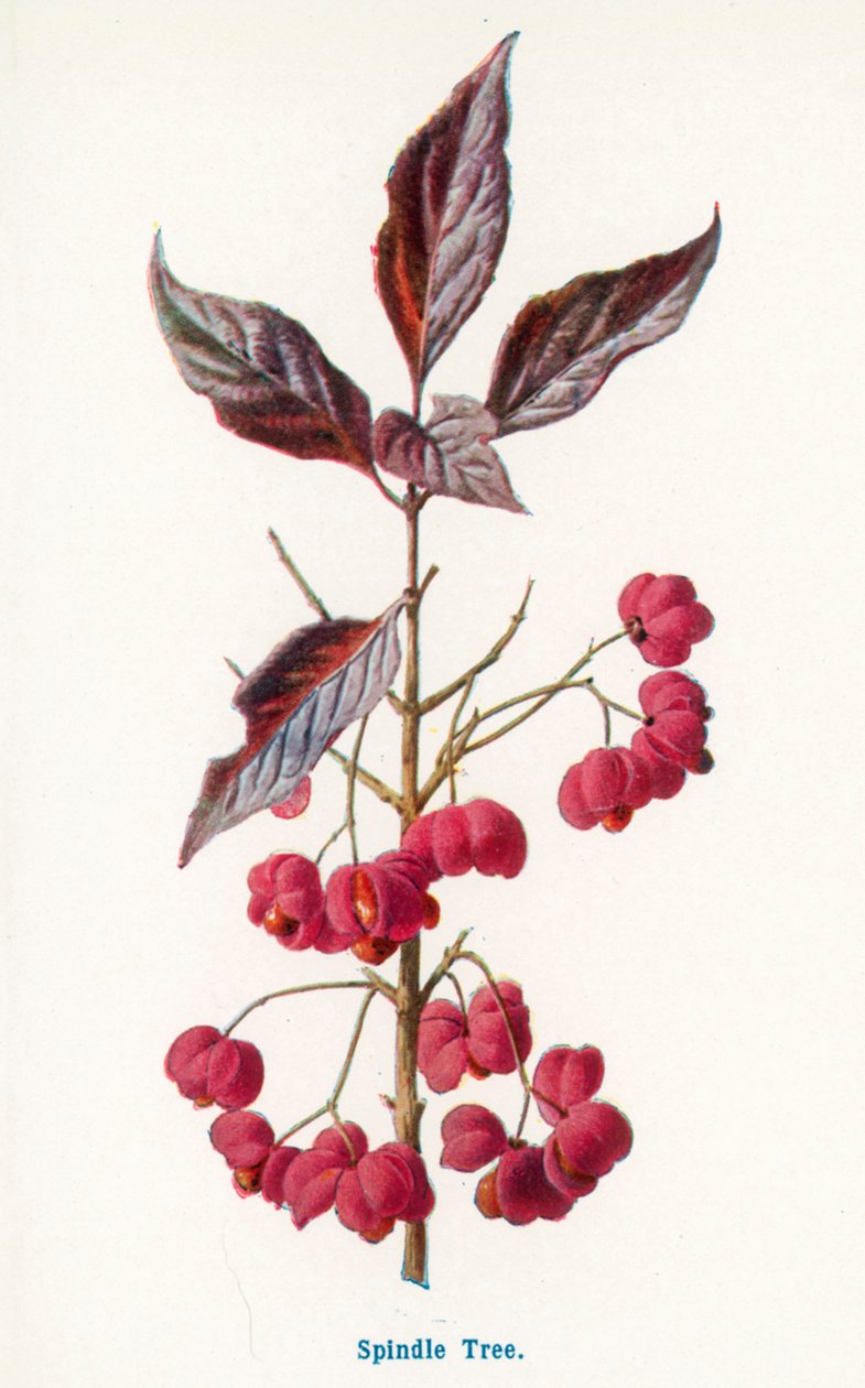  by Frederick Edward Hulme