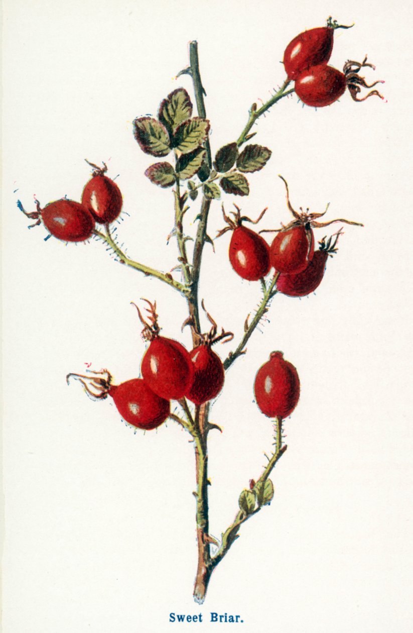  by Frederick Edward Hulme