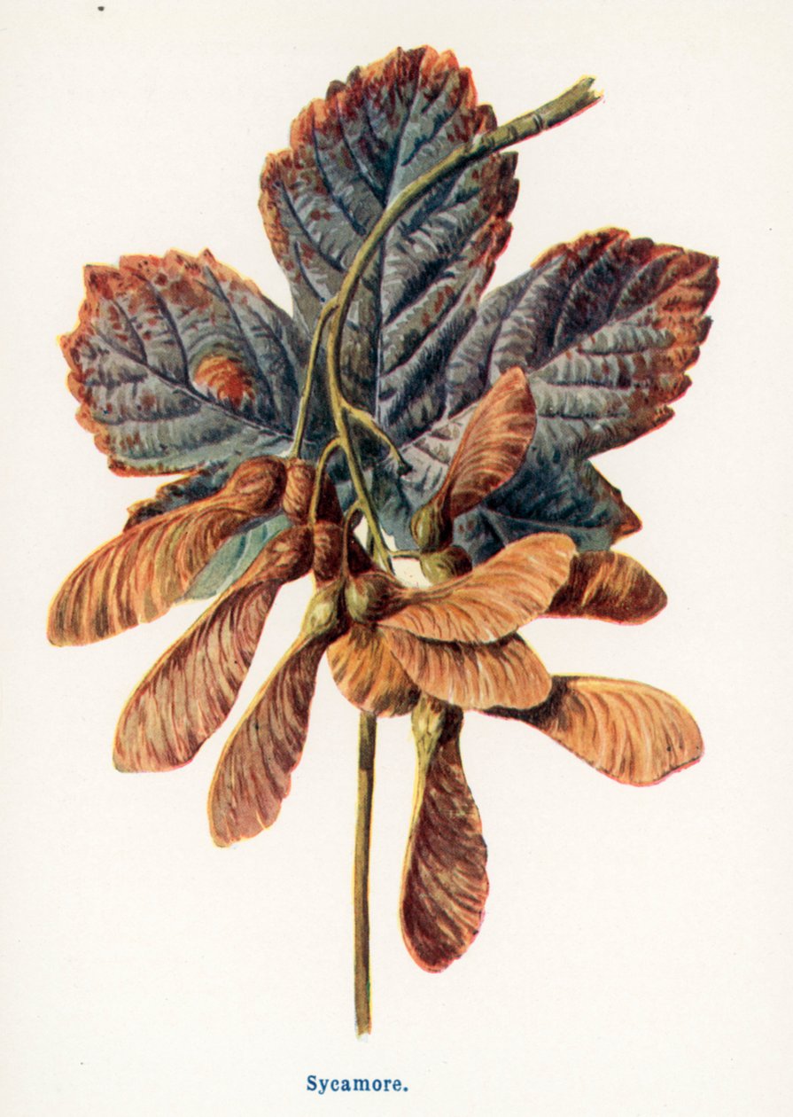  by Frederick Edward Hulme
