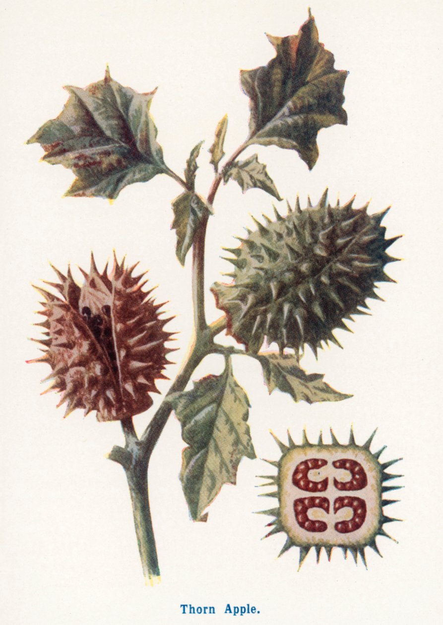  by Frederick Edward Hulme