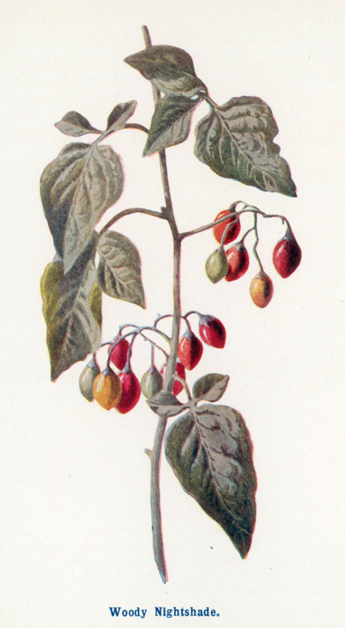  by Frederick Edward Hulme