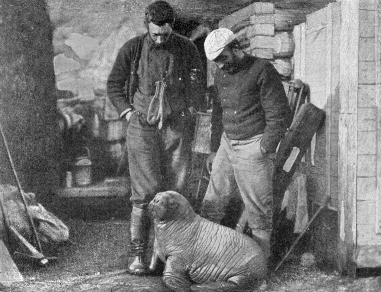 Mors yavrusu, 1899. by Frederick George Jackson