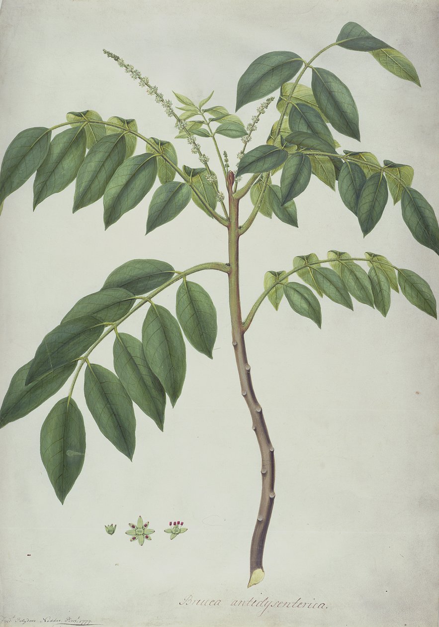 Brucea Antidysenterica, 1777 (parşömen üzerine grafit üzerinde wc ve bc) by Frederick Polydor Nodder