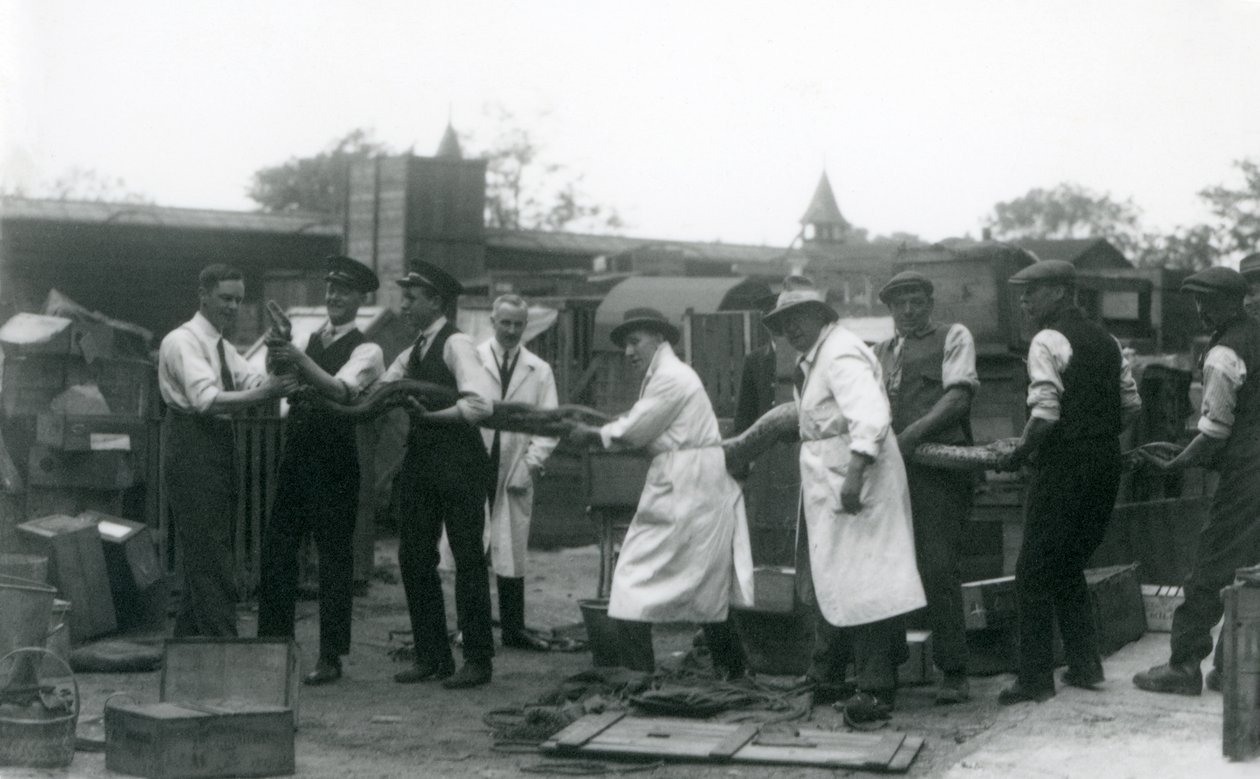 Zooloji Derneği personelinin on bir üyesi tarafından taşınan 20 fit uzunluğunda bir Python, Londra Hayvanat Bahçesi, Haziran 1925 by Frederick William Bond