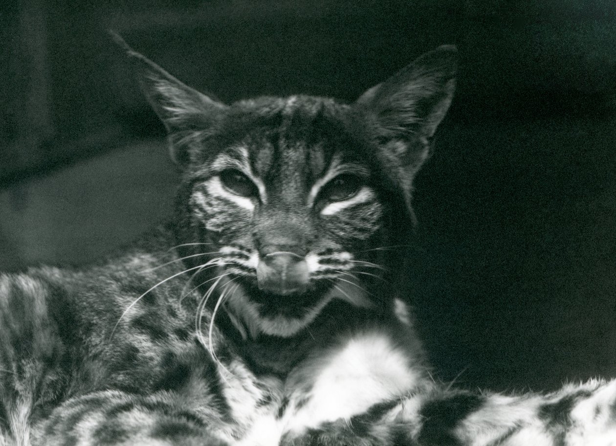Dudaklarını yalayan Bebek Vaşak Bobcat, Londra Hayvanat Bahçesi, Haziran 1925 by Frederick William Bond
